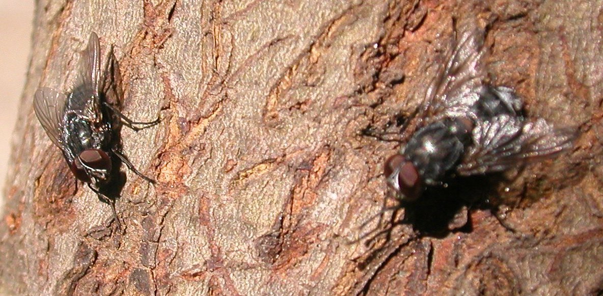 Muscina prolapsa (Muscidae)